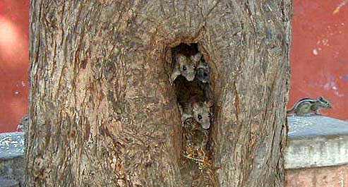 A family of rats who were peering out from a hole in the tree