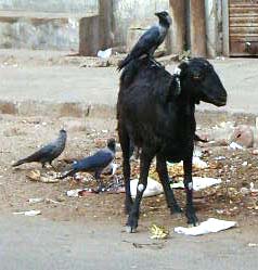 This goat seems completely undisturbed by the birds that joined him for a curbside breakfast.
